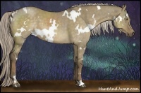 Horse Color:White Spotted Chocolate Palomino Dun 