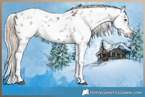 Horse Color:White Spotted Chocolate Palomino Sabino 