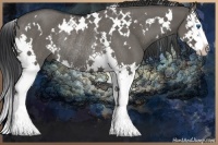 Horse Color:White Spotted Grullo Splash Rabicano 