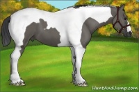 Horse Color:Grullo Tobiano