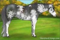 Horse Color:Black Ice Sabino Rabicano 