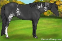 Horse Color:White Spotted Black 