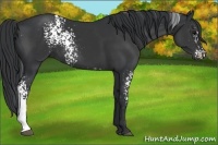 Horse Color:White Spotted Black