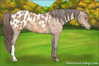 Horse Color:Amber Champagne Appaloosa 