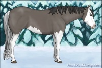Horse Color:Smoky Grullo Splash