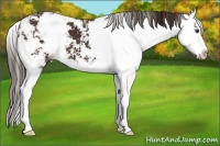 Horse Color:Liver Chestnut Sabino Splash 