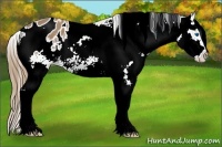 Horse Color:Chestnut Splash Appaloosa