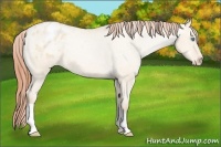Horse Color:Buckskin Roan Pearl Dun Varnish