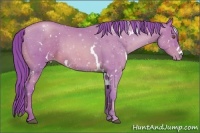 Horse Color:Watercolor White Spotted Brown Pearl Rabicano 