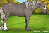 Horse Color:Silver Black