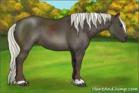 Horse Color:Liver Chestnut Rabicano