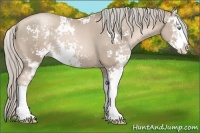 Horse Color:Chocolate Palomino Pearl Sabino Rabicano