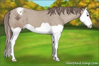 Horse Color:Classic Champagne Splash Appaloosa 