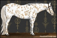 Horse Color:Palomino Appaloosa