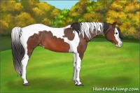 Horse Color:Bay Splash Tobiano Appaloosa 