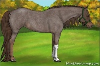 Horse Color:Liver Red Roan 