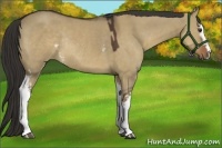 Horse Color:White Spotted Liver Red Dun Sabino Rabicano
