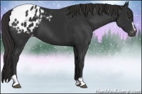 Horse Color:Liver Chestnut Sabino Appaloosa 