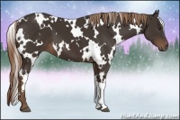 Horse Color:White Spotted Liver Chestnut 