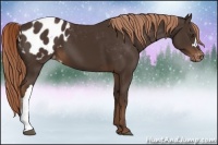 Horse Color:Liver Chestnut Blanket 