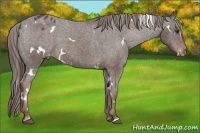 Horse Color:White Spotted Liver Chestnut Varnish 