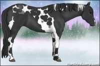 Horse Color:Black Tobiano