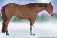 Horse Color:Liver Chestnut 