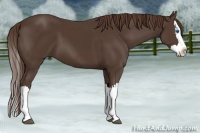 Horse Color:Liver Chestnut Splash 