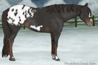 Horse Color:Liver Chestnut Frame Appaloosa 