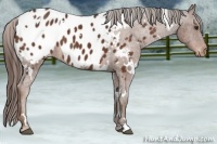 Horse Color:White Spotted Liver Chestnut Blanket 