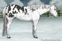 Horse Color:Liver Chestnut Appaloosa 