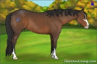 Horse Color:Liver Chestnut Sabino 