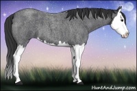 Horse Color:Blue Roan Splash 