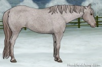 Horse Color:Liver Chestnut Varnish Rabicano 