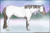 Horse Color:Liver Chestnut Appaloosa 