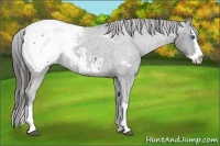 Horse Color:Blue Roan Splash Appaloosa 