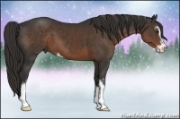 Horse Color:Liver Chestnut Sabino 