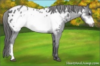 Horse Color:Blue Roan Frame Appaloosa 