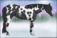 Horse Color:Black Tobiano
