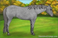 Horse Color:Blue Roan Appaloosa