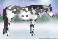 Horse Color:White Spotted Blue Roan