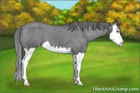 Horse Color:Blue Roan Splash Appaloosa