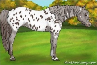 Horse Color:White Spotted Liver Chestnut Sabino Appaloosa