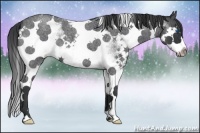 Horse Color:White Spotted Blue Roan Splash 