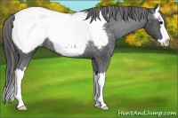 Horse Color:Blue Roan Splash Near Fewspot Rabicano 