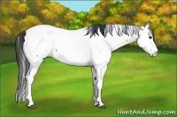 Horse Color:Blue Roan Splash Appaloosa