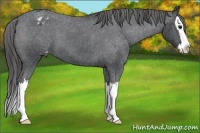 Horse Color:Blue Roan Splash Varnish 
