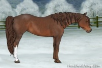 Horse Color:Liver Chestnut 