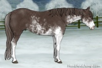 Horse Color:Liver Chestnut Sabino 