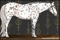 Horse Color:Silver Brown Roan Sabino Appaloosa Rabicano